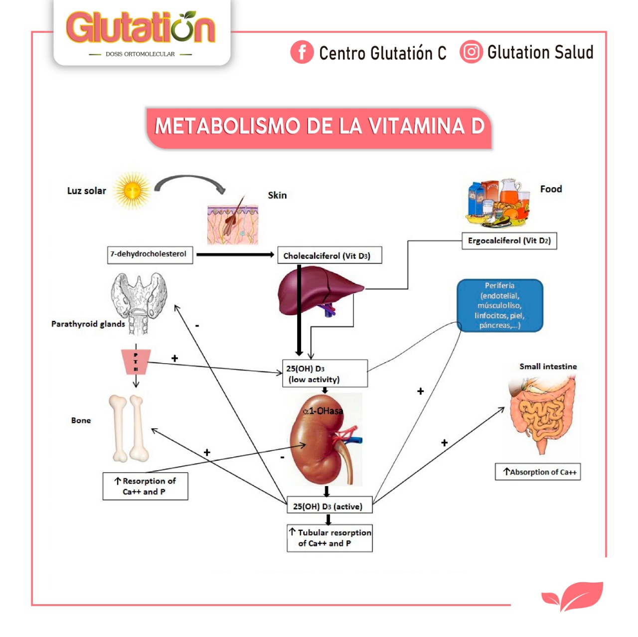 Metabolismo de la Vitamina D y su importancia en el organismo.